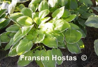 Hosta Patriot's Fire