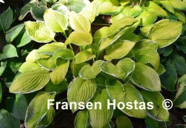 Hosta Patriot's Fire