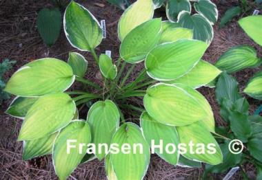 Hosta Patriot's Fire