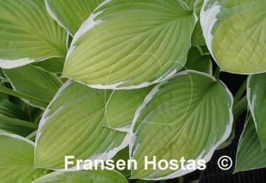 Hosta Patriot's Fire