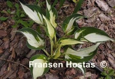 Hosta Paul Revere