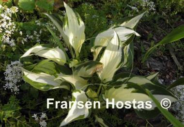 Hosta Paul Revere