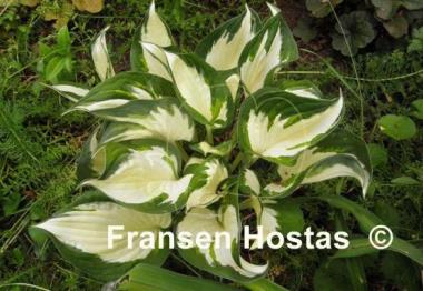 Hosta Paul Revere