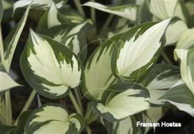 Hosta Paul Revere