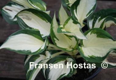 Hosta Paul Revere