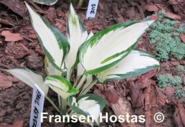 Hosta Paul Revere