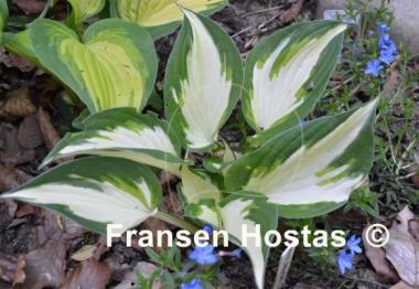 Hosta Paul Revere