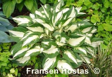 Hosta Paul Revere