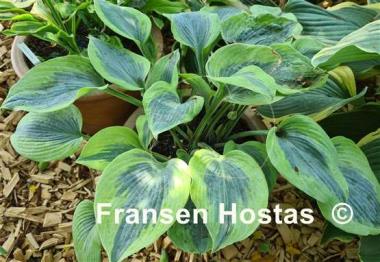 Hosta Paul Vernooij