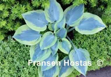 Hosta Paul Vernooij