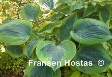 Hosta Paul Vernooij