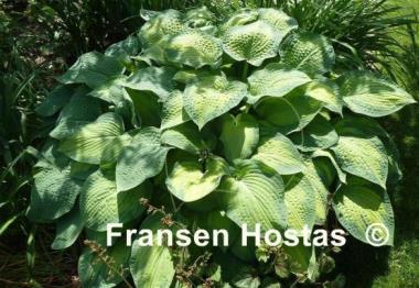 Hosta Paul's Glory