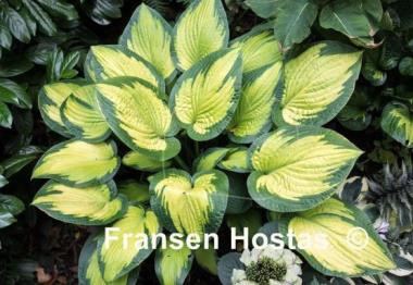 Hosta Paul's Glory