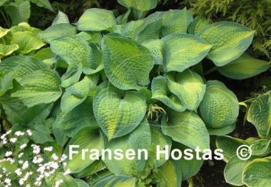 Hosta Paul's Glory