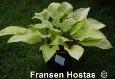 Hosta Peach Salsa