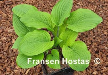 Hosta Peacock Strut