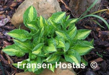 Hosta Peanut
