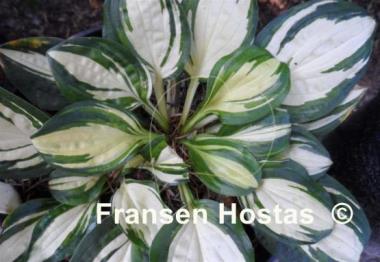 Hosta Peanut