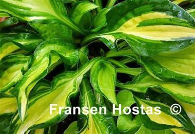 Hosta Peanut