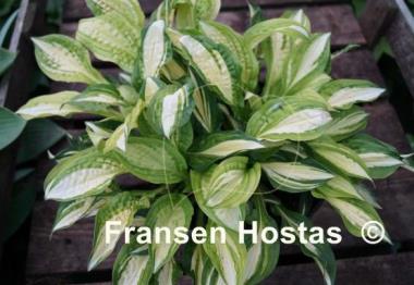 Hosta Peanut