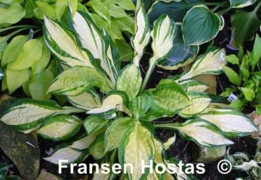 Hosta Peanut