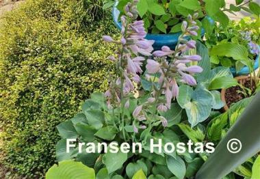 Hosta Pearl Lake