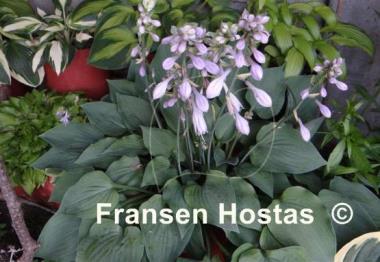 Hosta Pearl Lake