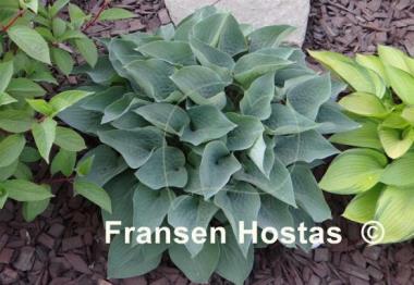 Hosta Pearl Lake