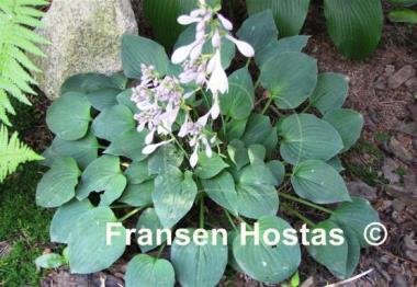 Hosta Pearl Lake