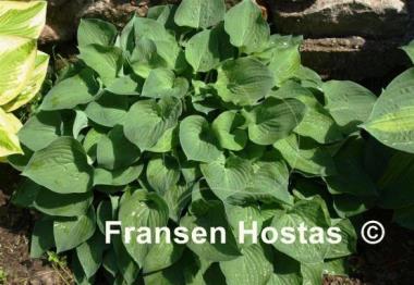 Hosta Pearl Lake