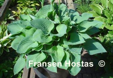 Hosta Pearl Lake