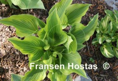 Hosta Pearly Gates