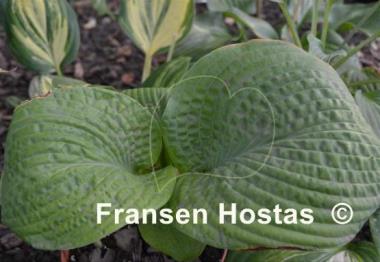 Hosta Pebble Creek 