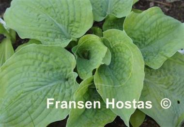 Hosta Pebble Creek 