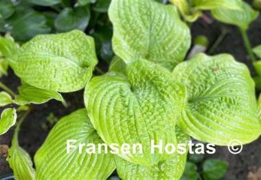 Hosta Pebble Creek 