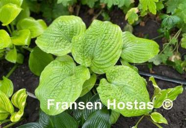 Hosta Pebble Creek 