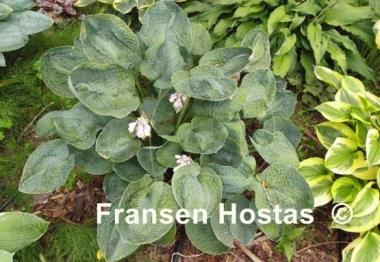Hosta Pebbles