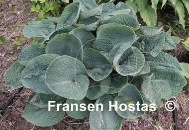 Hosta Pebbles