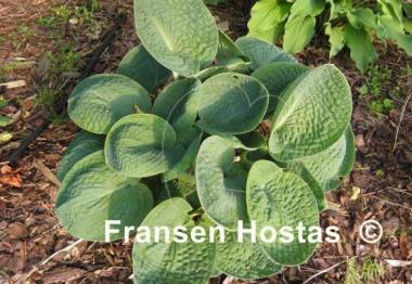 Hosta Pebbles