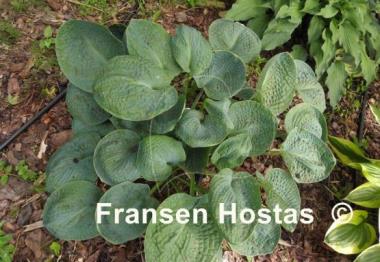 Hosta Pebbles