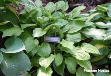 Hosta Peedee Absinth