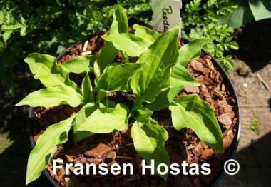 Hosta Peedee Absinth