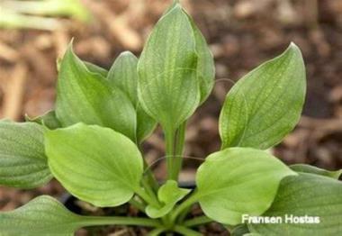 Hosta Peedee Elfin Bells