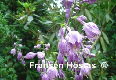 Hosta Peedee Elfin Bells