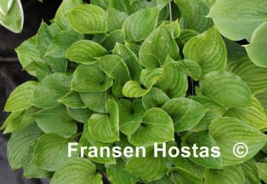 Hosta Peedee Elfin Bells