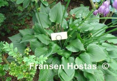 Hosta Peedee Elfin Bells