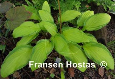 Hosta Peedee Gold Flash
