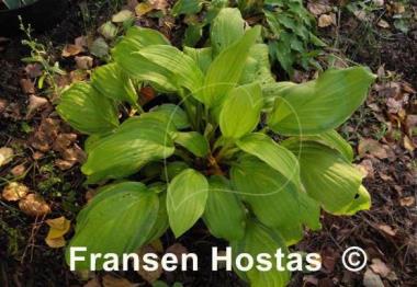 Hosta Peedee Gold Flash