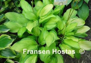 Hosta Peedee Gold Flash