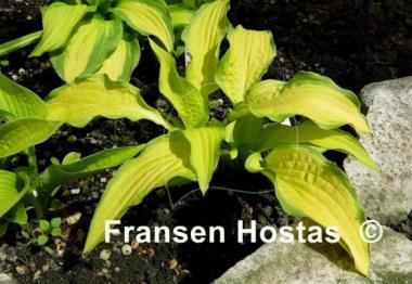 Hosta Peedee Gold Flash